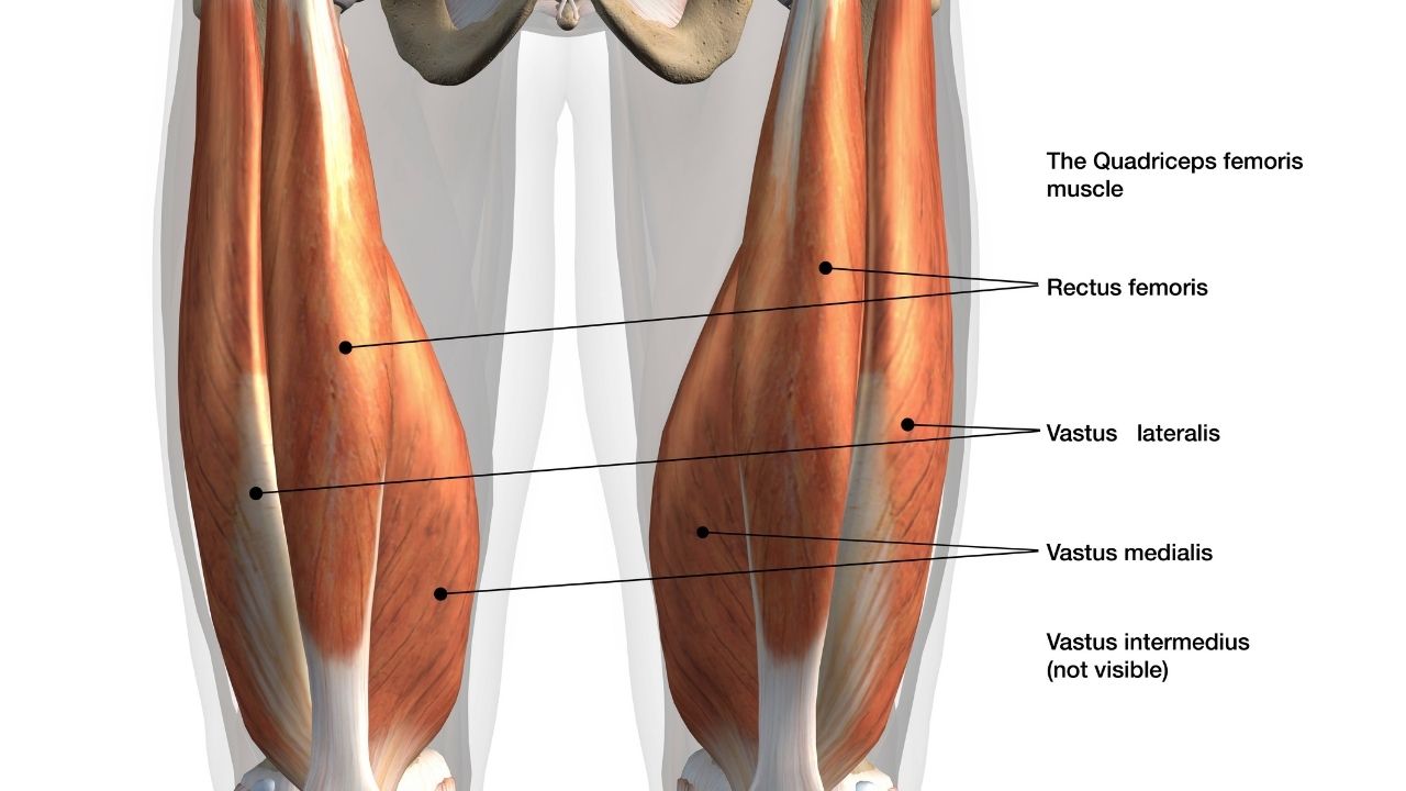 Четырехглавая мышца бедра функции